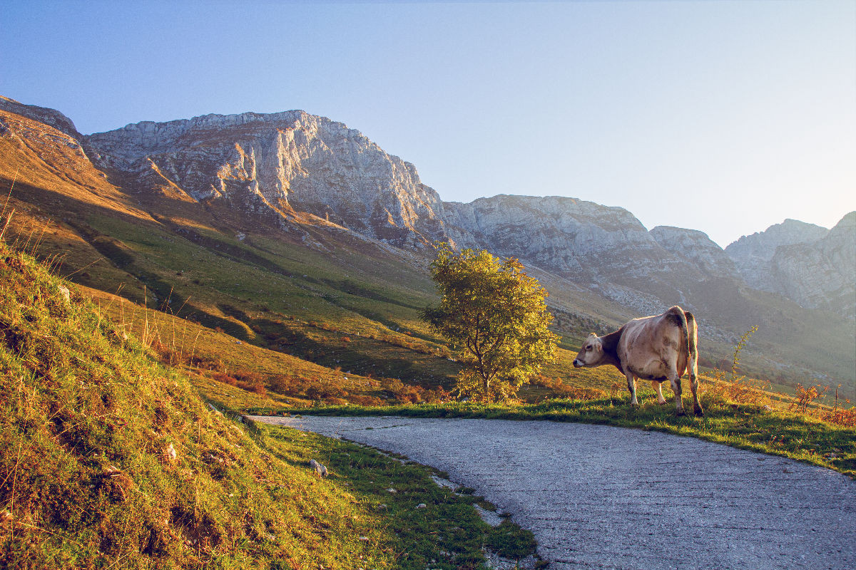 Einsame Landschaft mit Kuh am KRN