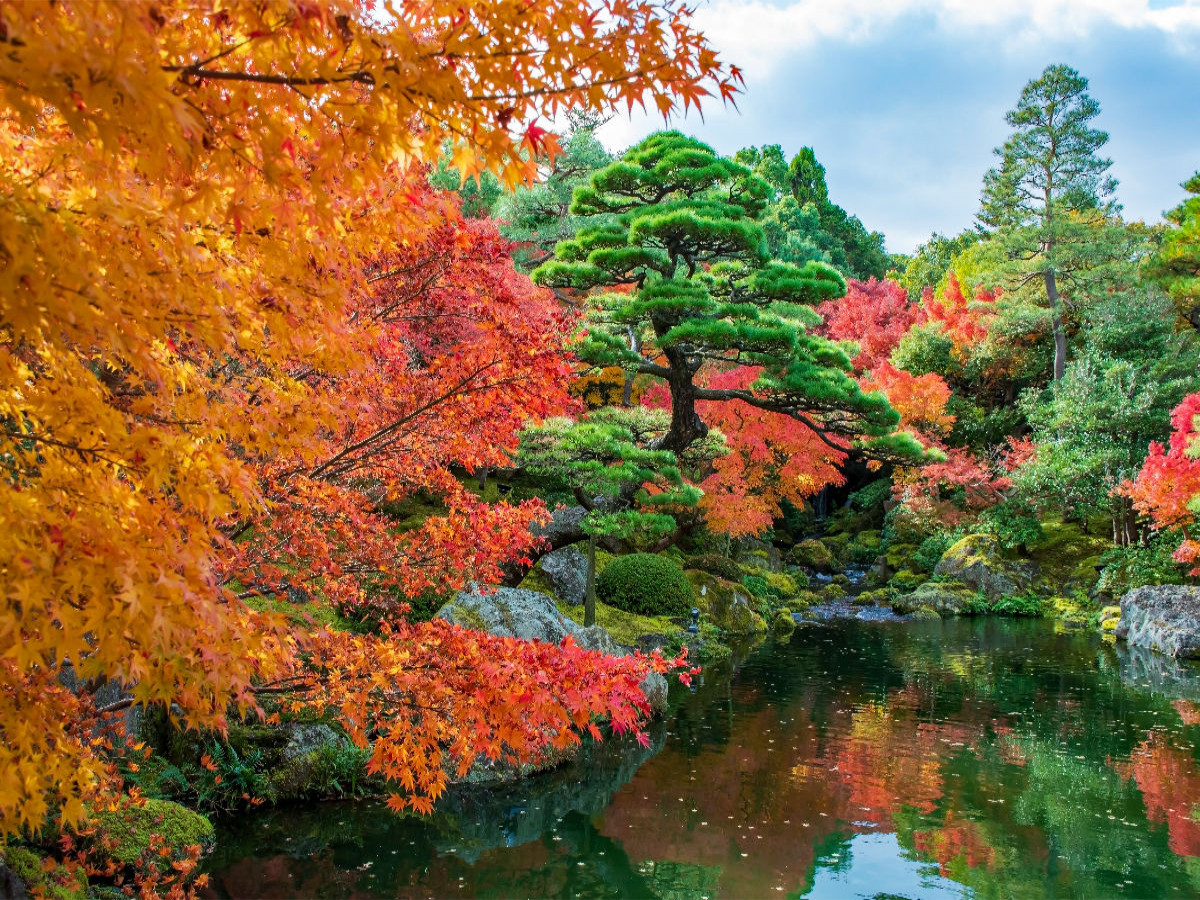 Bonsaibaum Yushien Garten