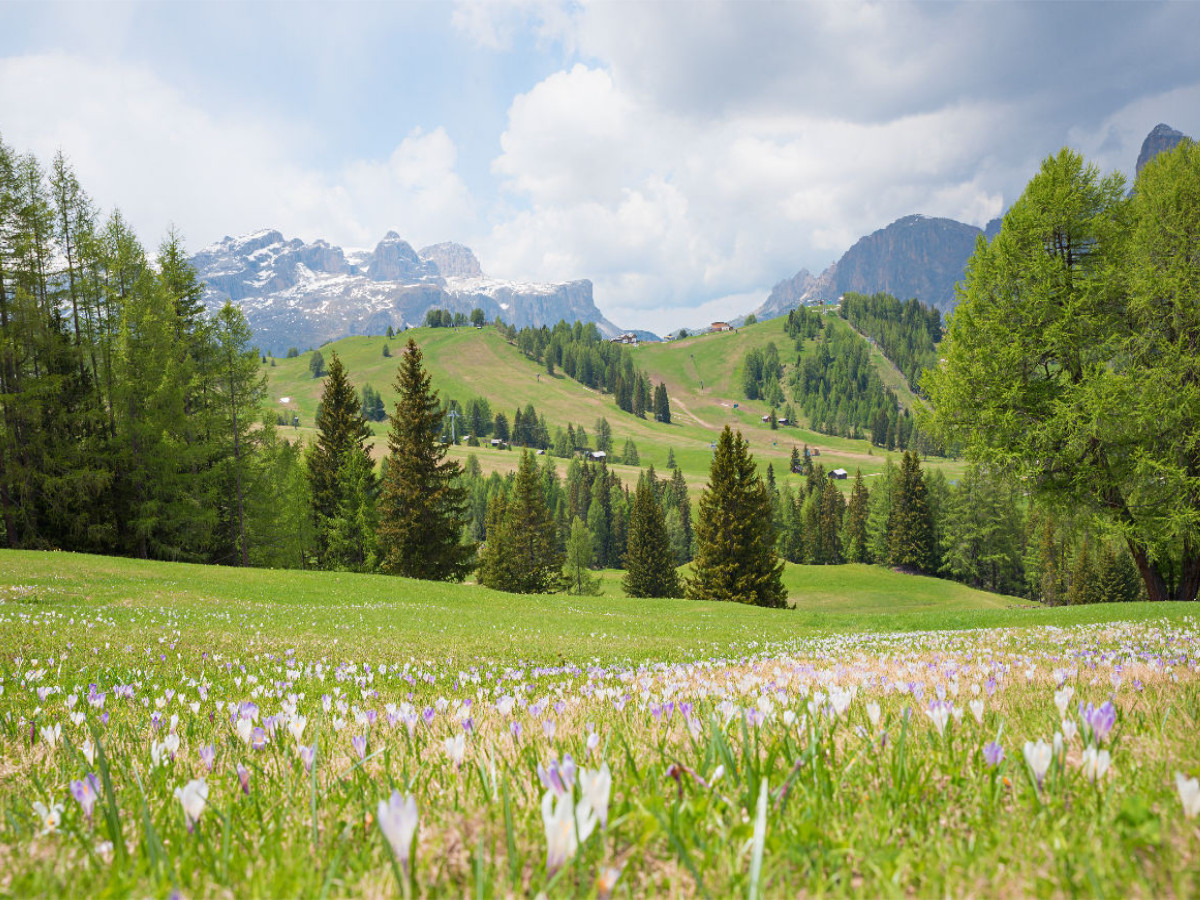 Krokuswiese am Piz Sorega