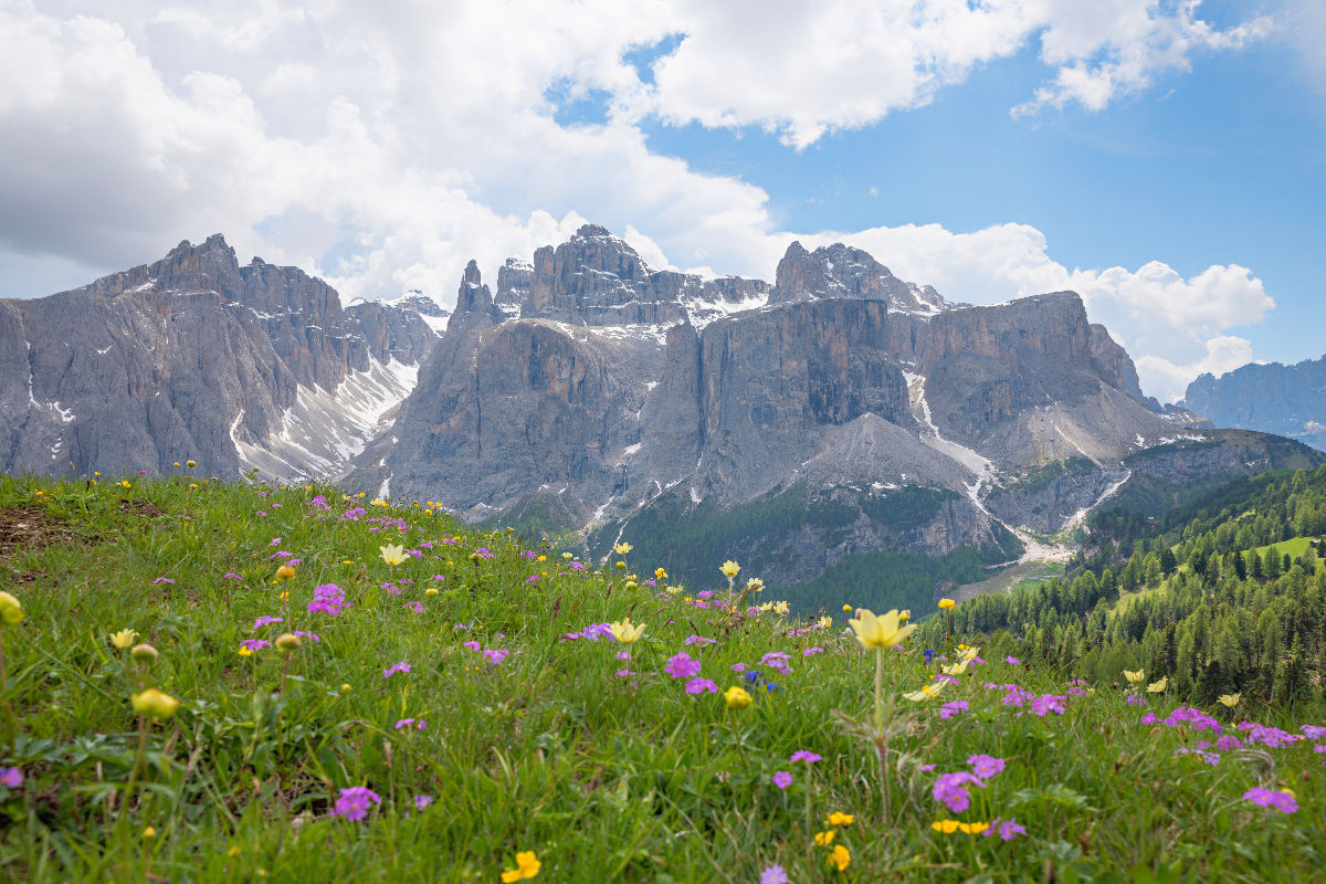 Sellastock mit MIttagstal und bunte Alpenblumen