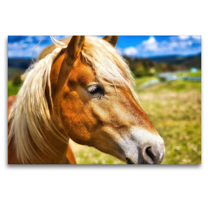 Haflinger Stute