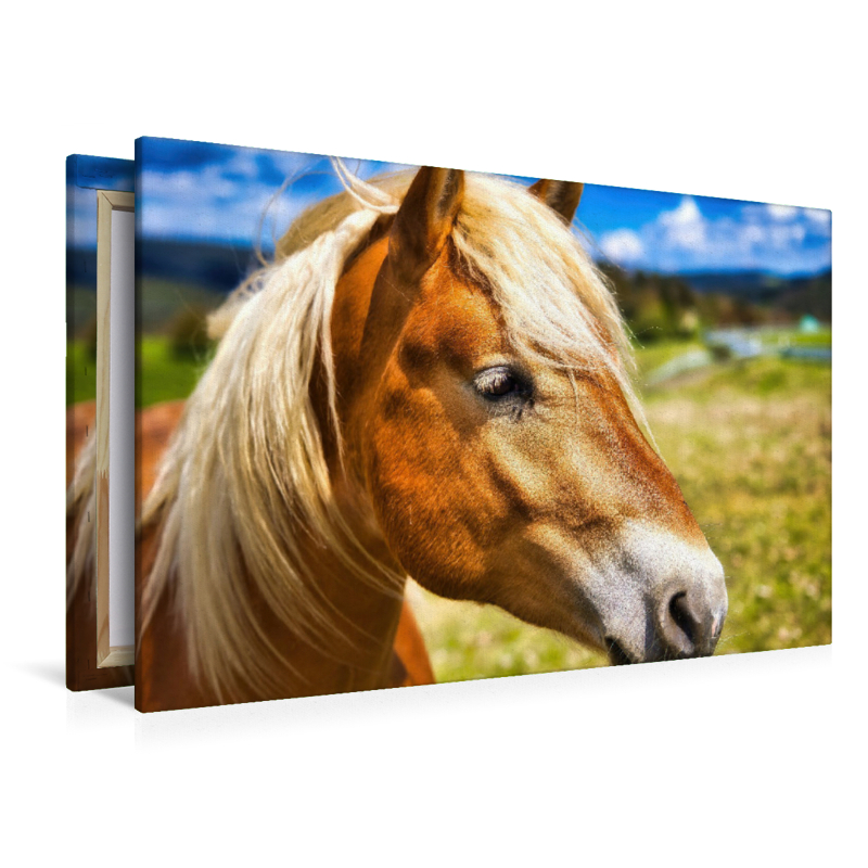 Haflinger Stute