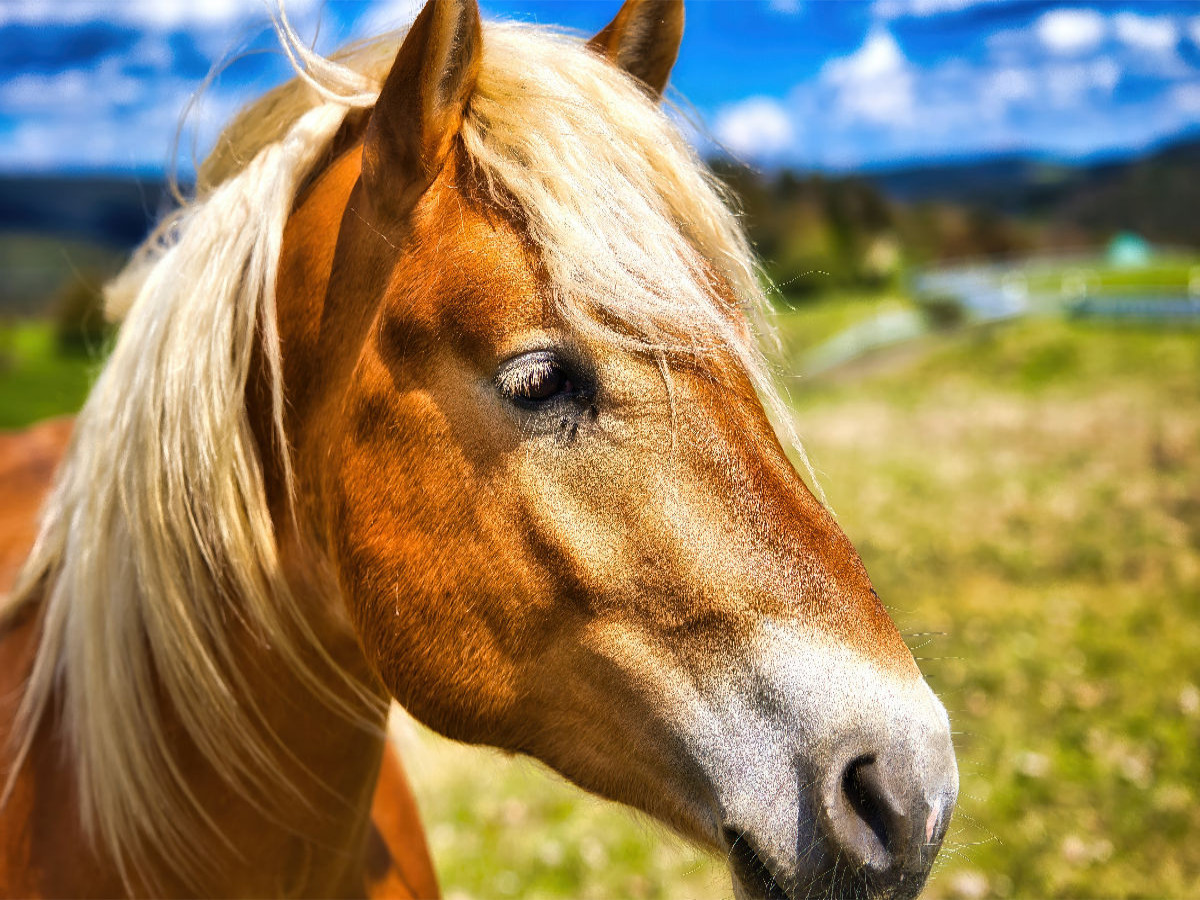 Haflinger Stute