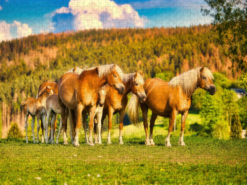 Gruppe mit Fohlen