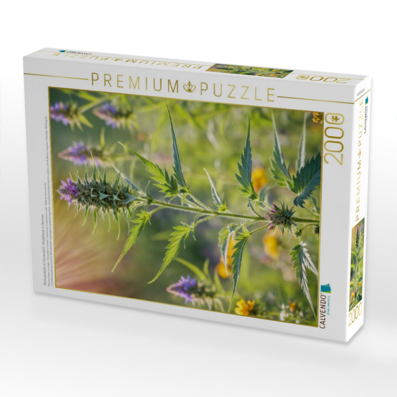 Marihuanablüte im Sonnenlicht - Hanfpflanze im Sommer
