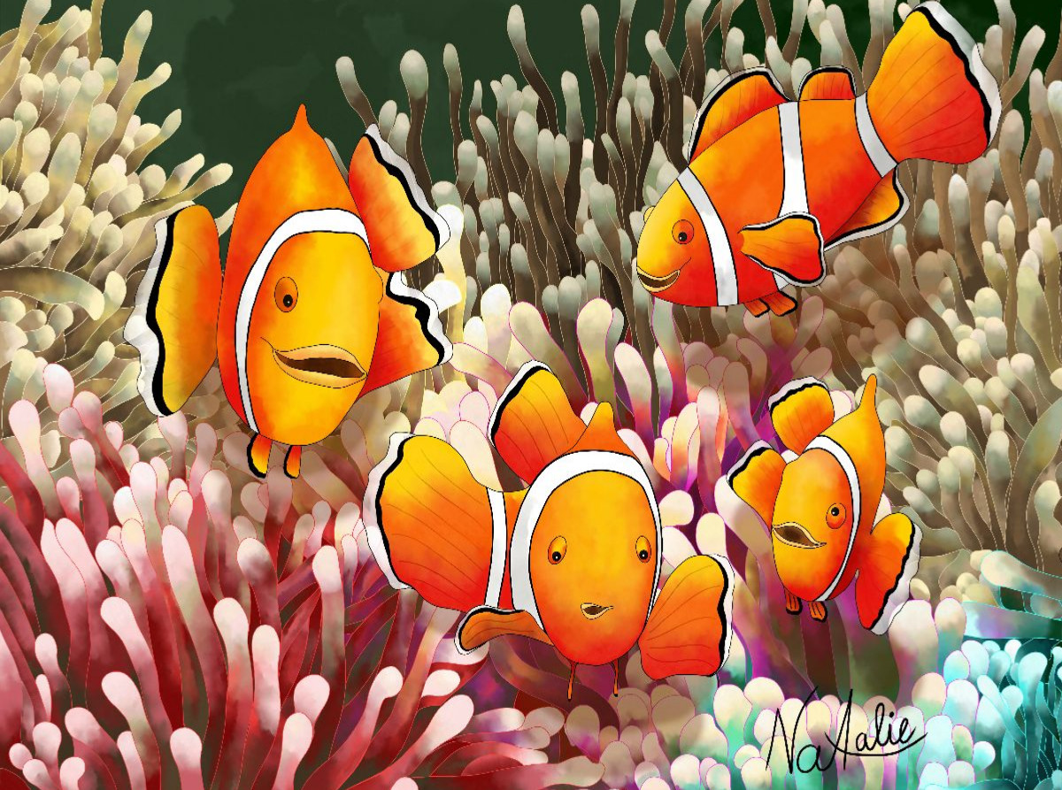 Bunte Clownfisch Entdecker