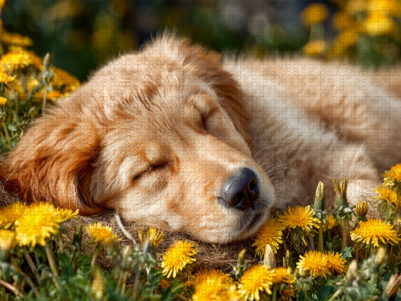 Träumender Golden Retriever-Welpe - Sanfte Ruhe in der Frühlingswiese