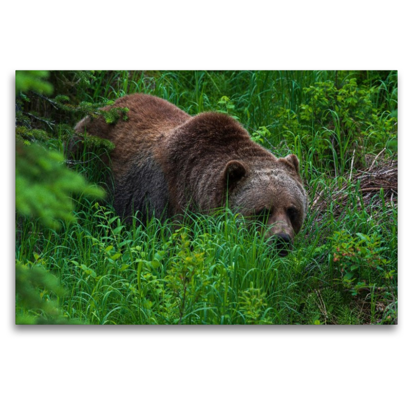 Bär im Grünen