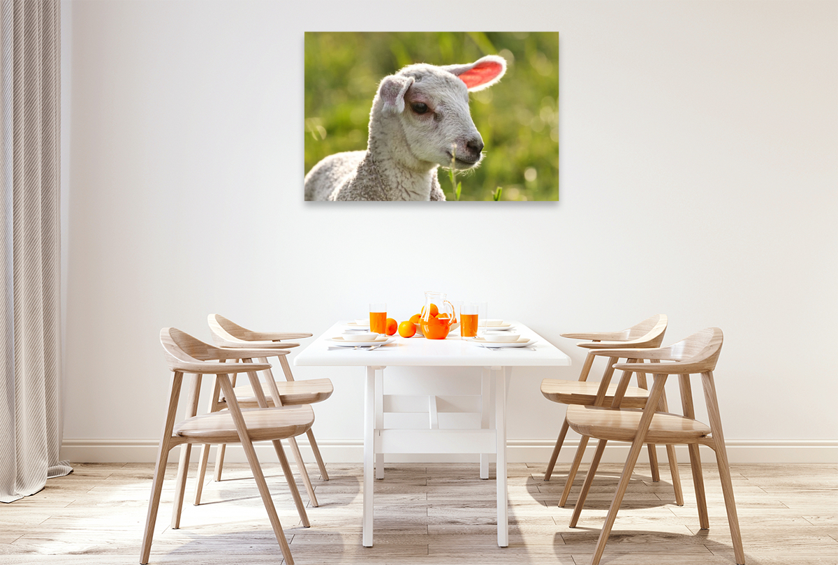 Selbstbewusstes Lamm
