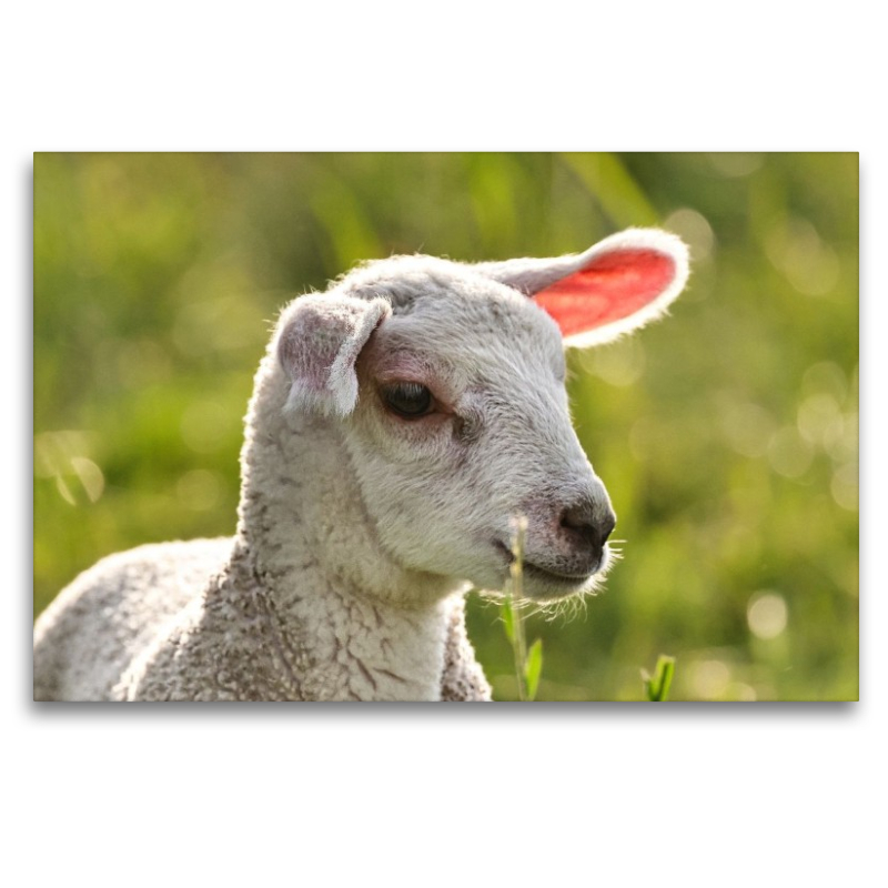 Selbstbewusstes Lamm