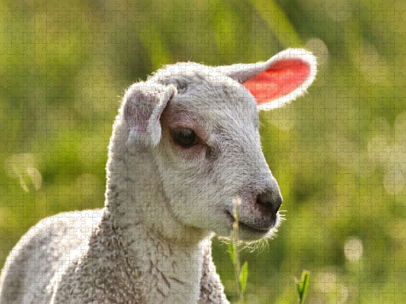 Selbstbewusstes Lamm