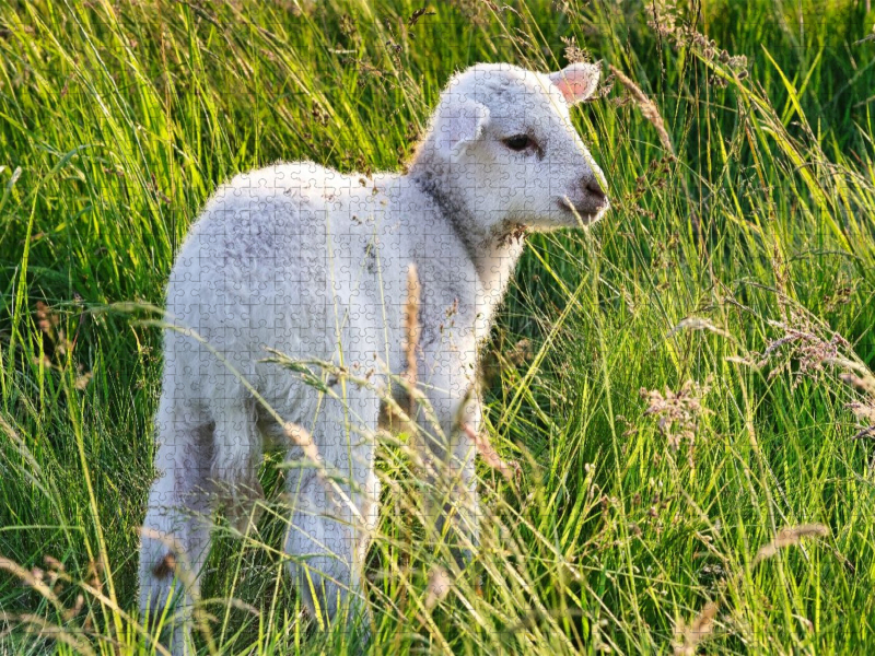 Niedliches Schäfchen