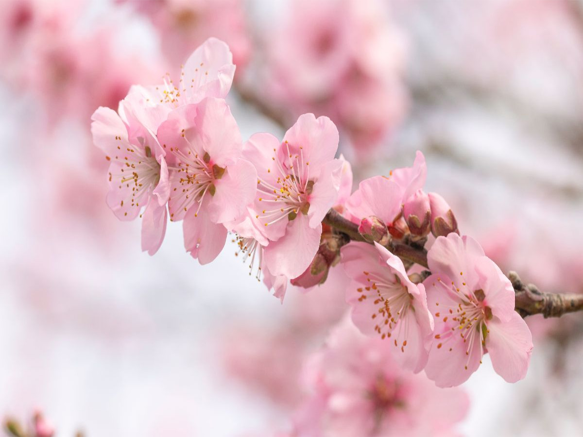 Blüten