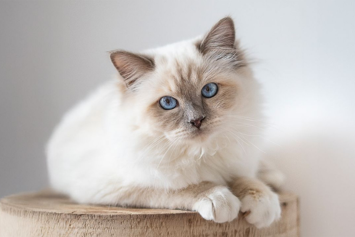 Heilige Brima Katze - Kalani