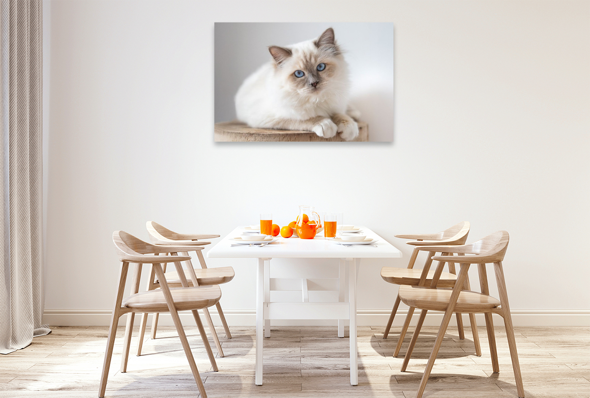 Heilige Brima Katze - Kalani