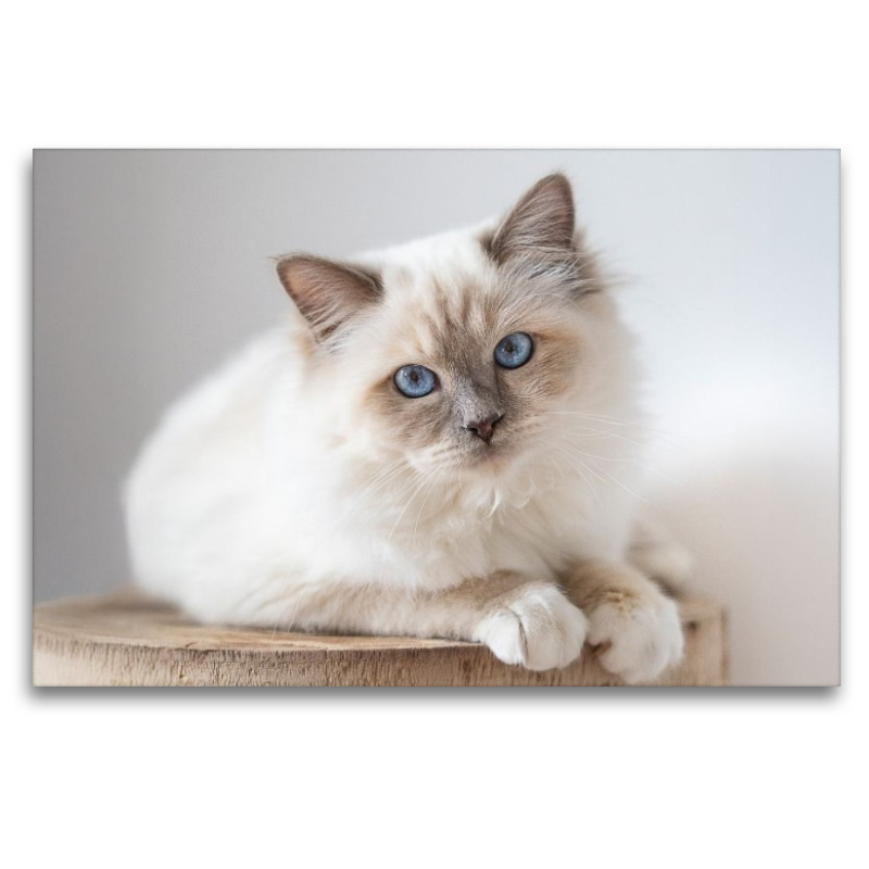 Heilige Brima Katze - Kalani