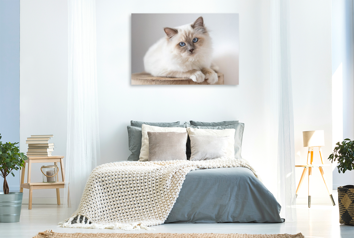 Heilige Brima Katze - Kalani