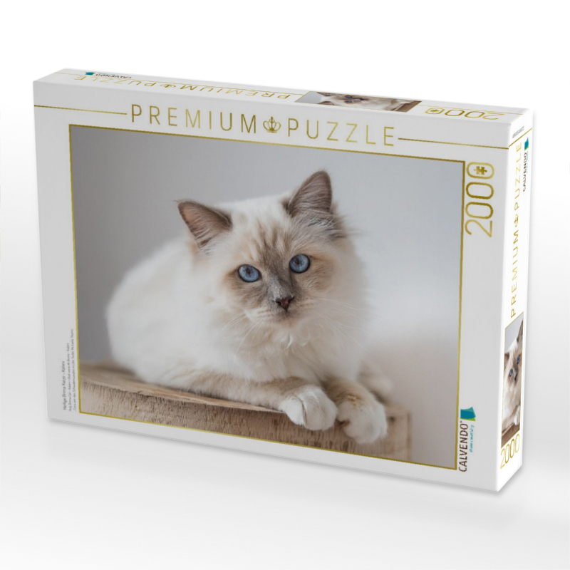 Heilige Brima Katze - Kalani