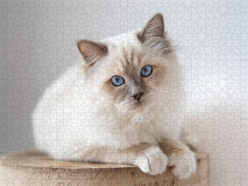 Heilige Brima Katze - Kalani