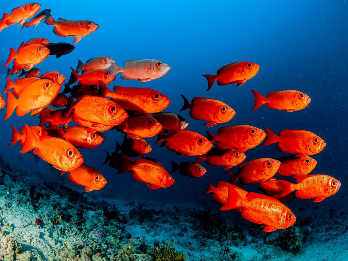 Soldatenfische