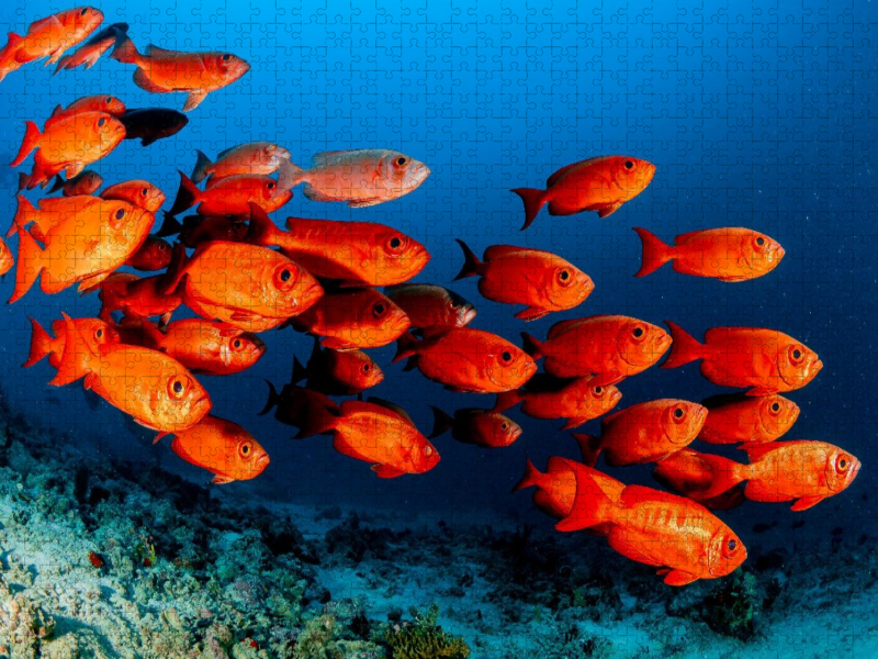 Soldatenfische