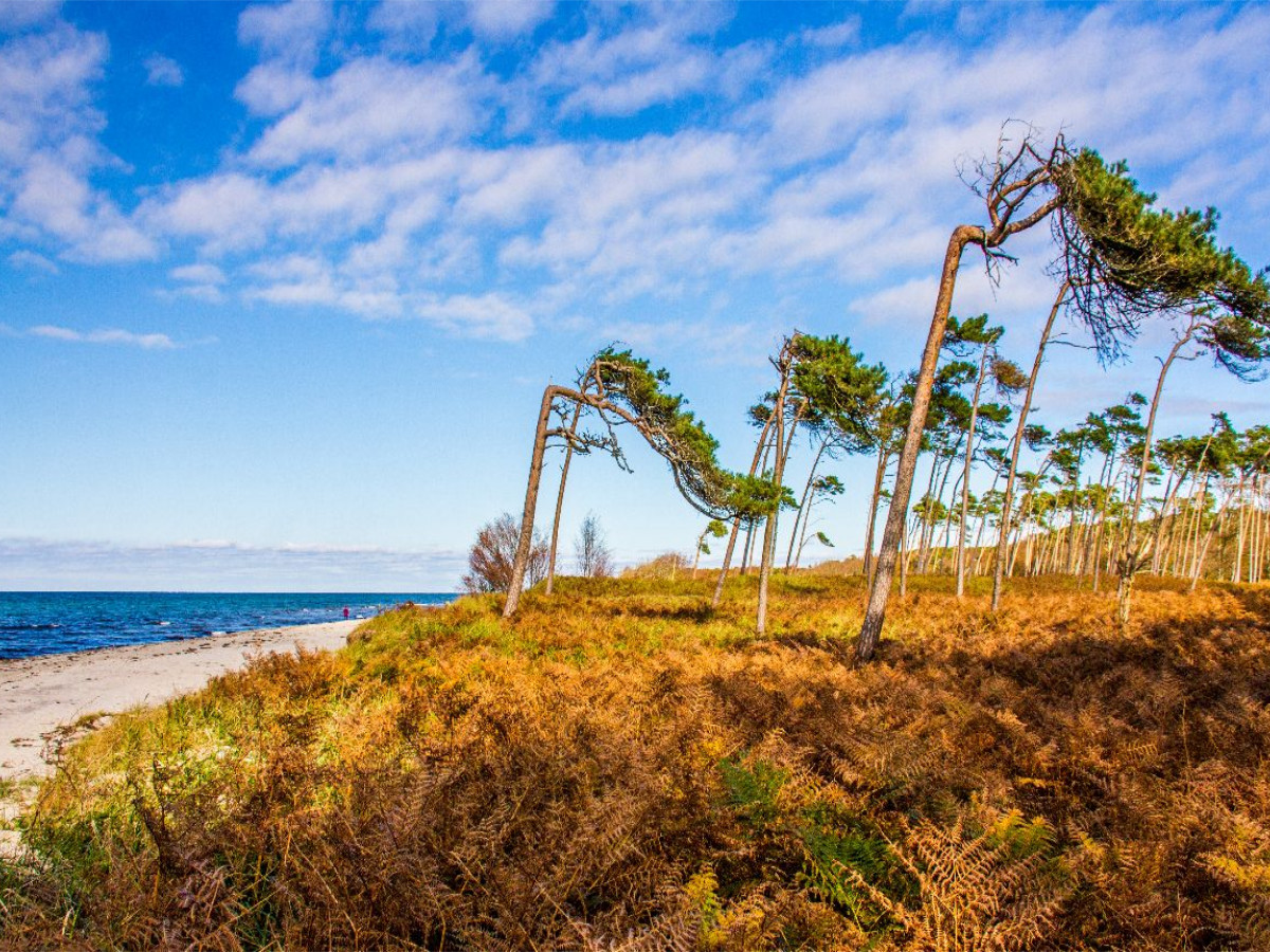 Am wilden Darßer Weststrand
