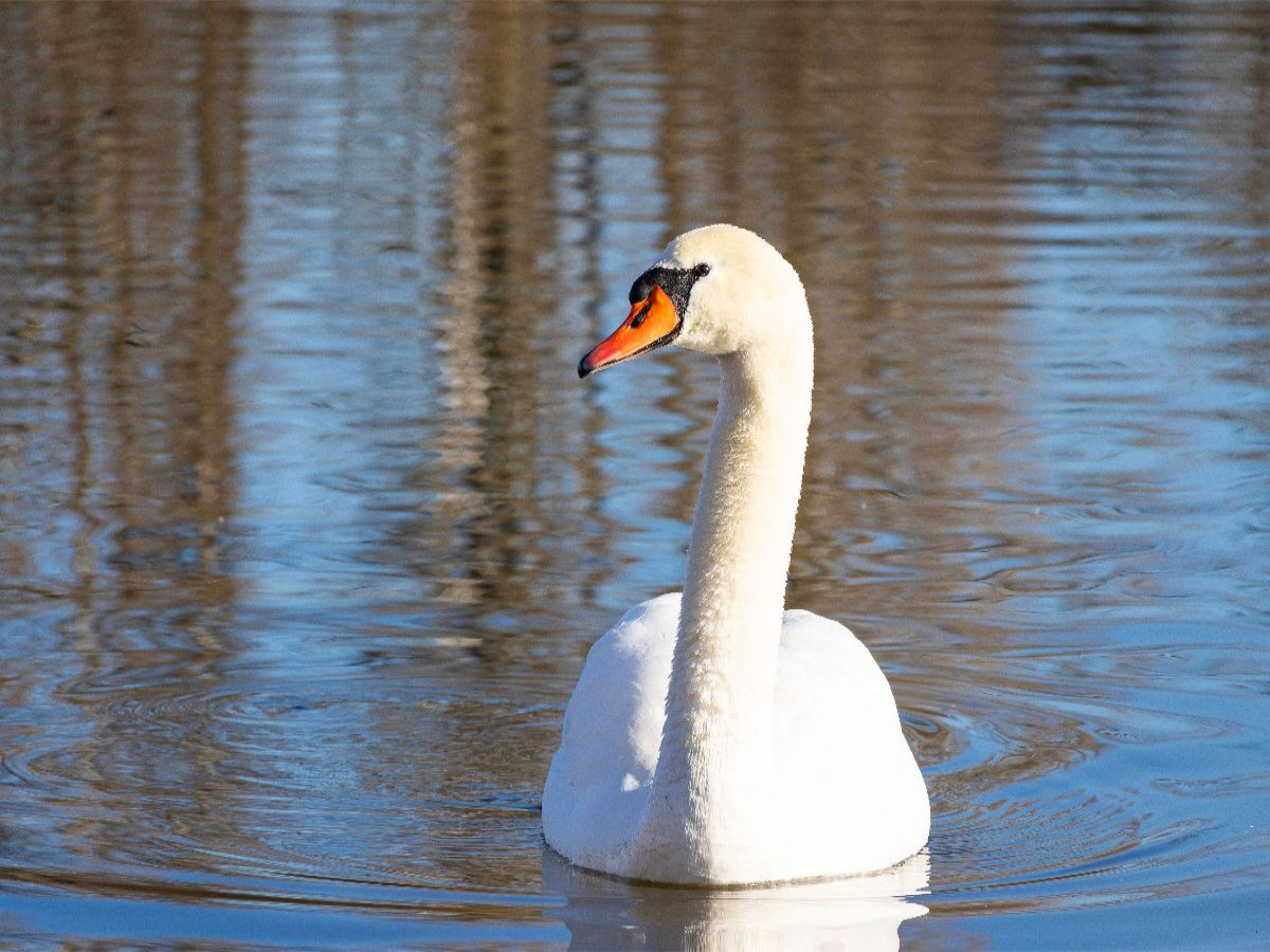 Schwan