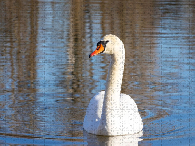 Schwan