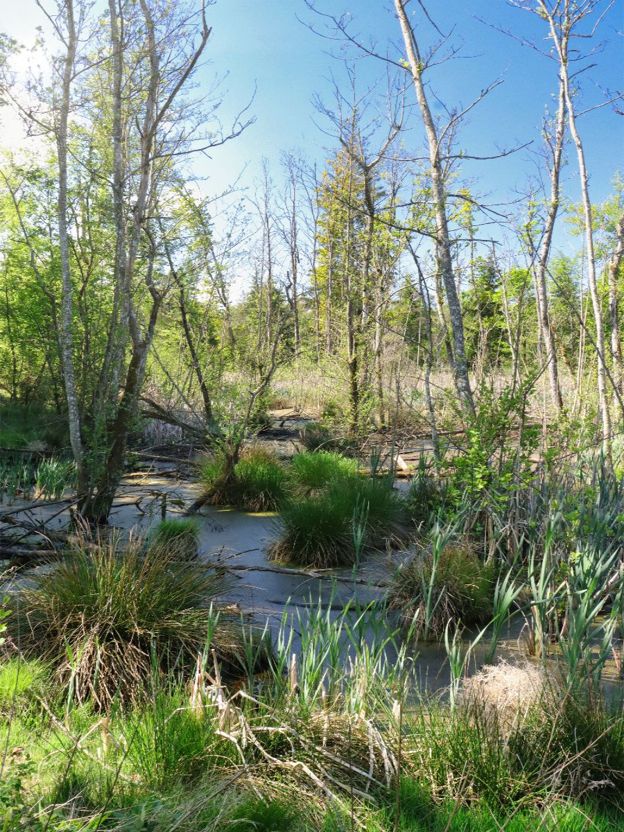 Steinacher Ried