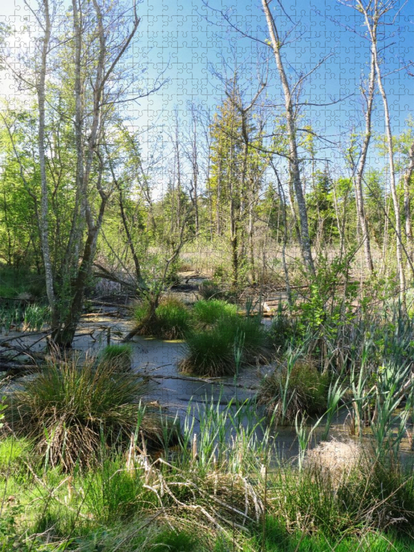 Steinacher Ried