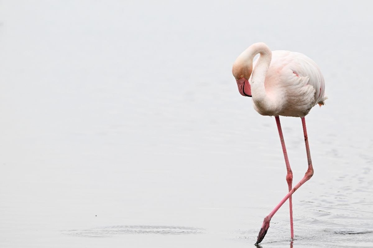 Flamingo
