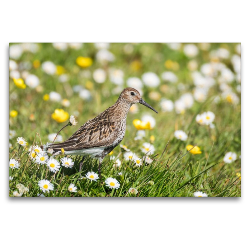 Alpenstrandläufer im Gras