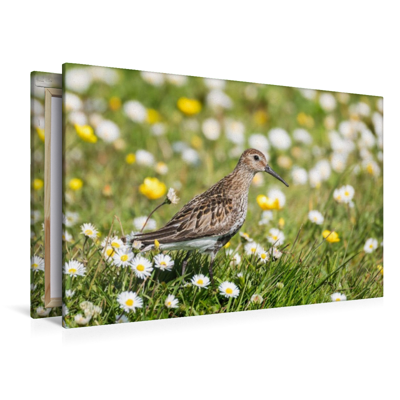 Alpenstrandläufer im Gras