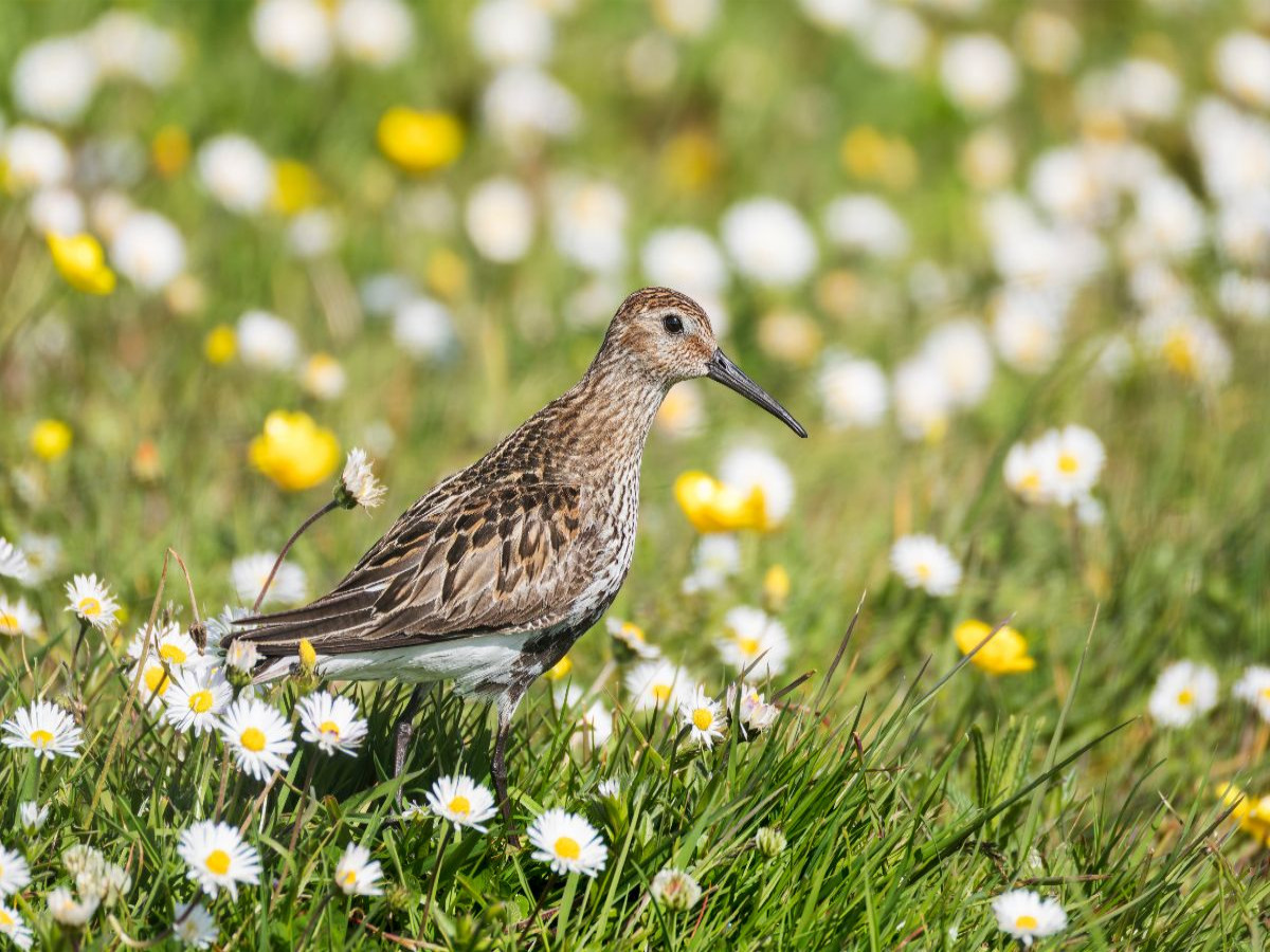 Alpenstrandläufer im Gras