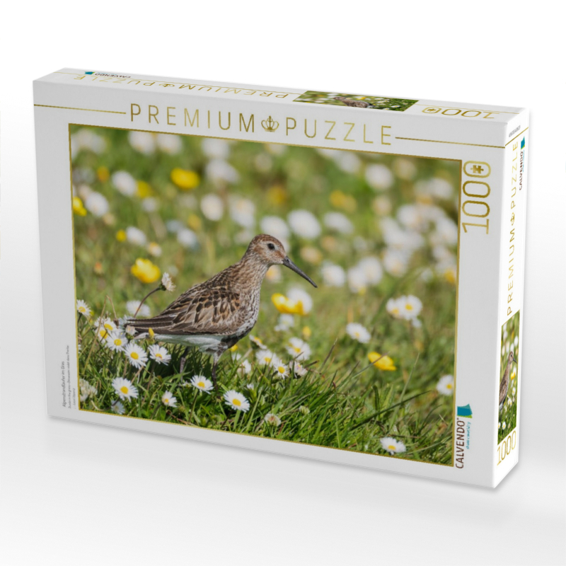 Alpenstrandläufer im Gras