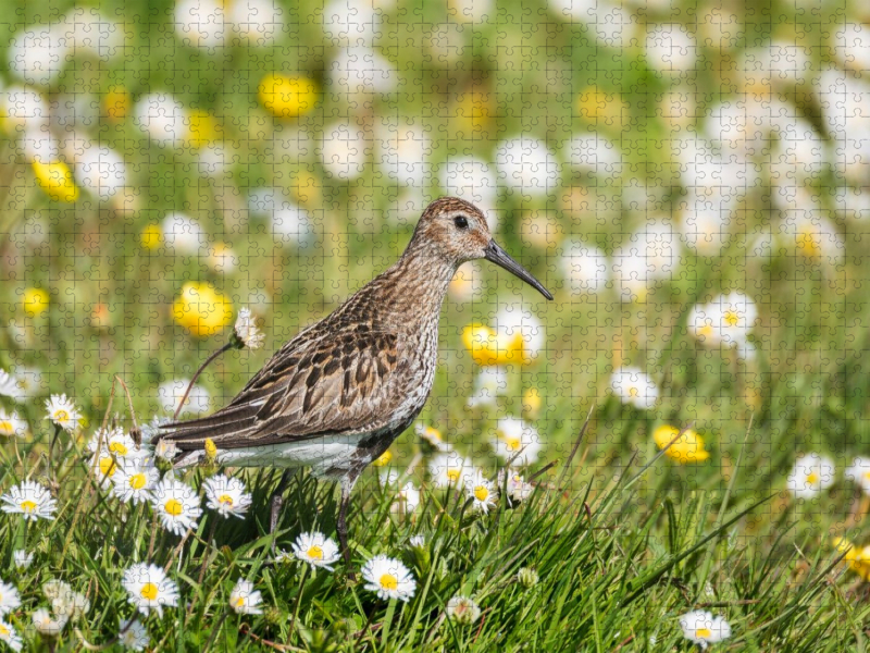 Alpenstrandläufer im Gras