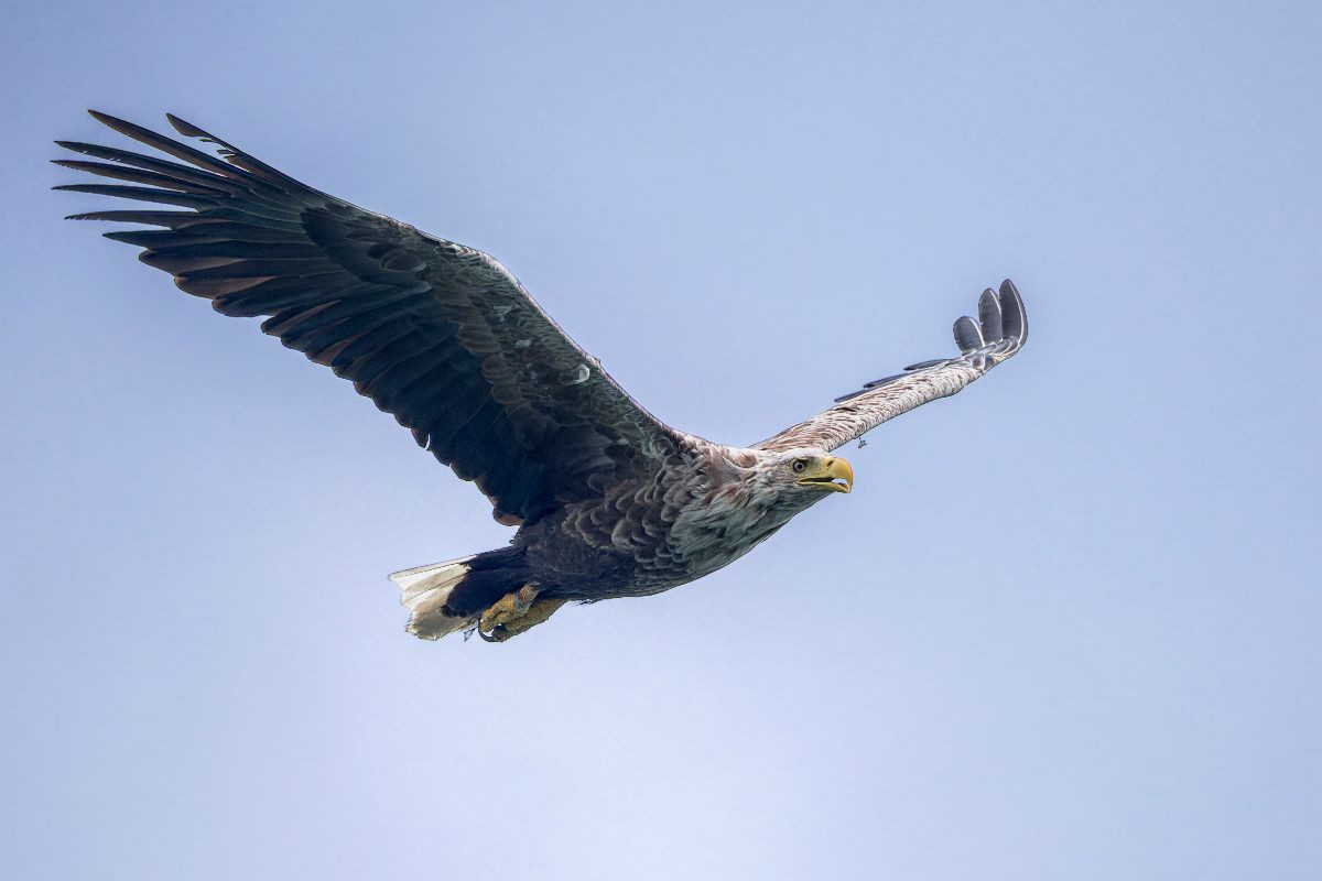 Seeadler im Flug