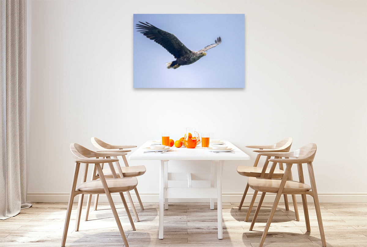 Seeadler im Flug
