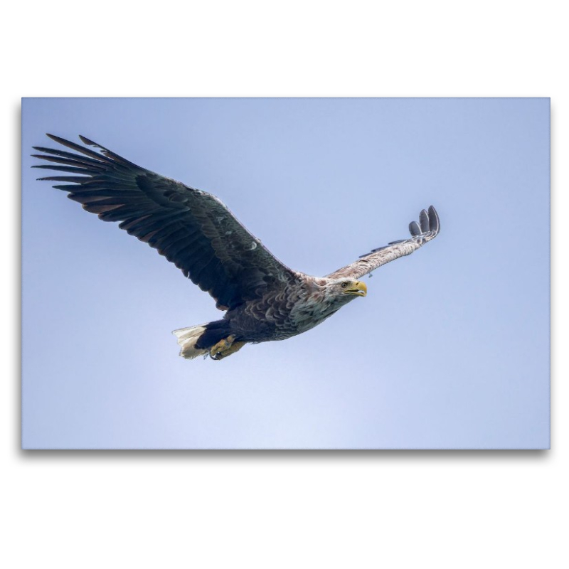 Seeadler im Flug