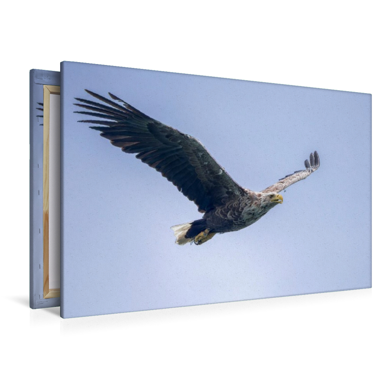 Seeadler im Flug