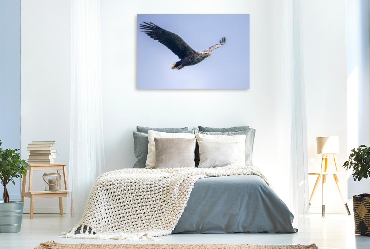 Seeadler im Flug