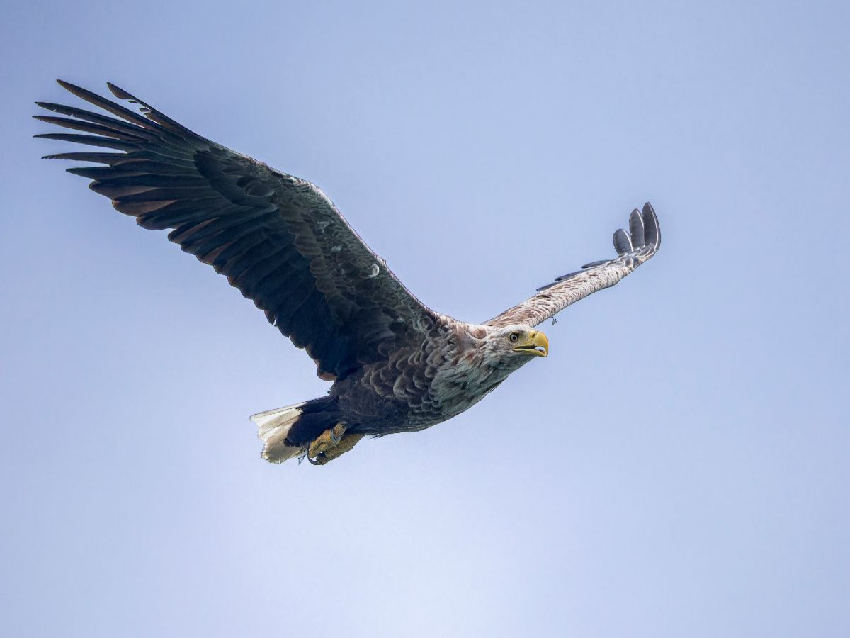 Seeadler im Flug