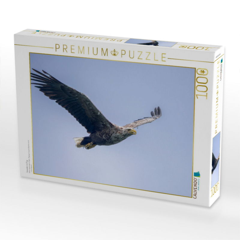 Seeadler im Flug