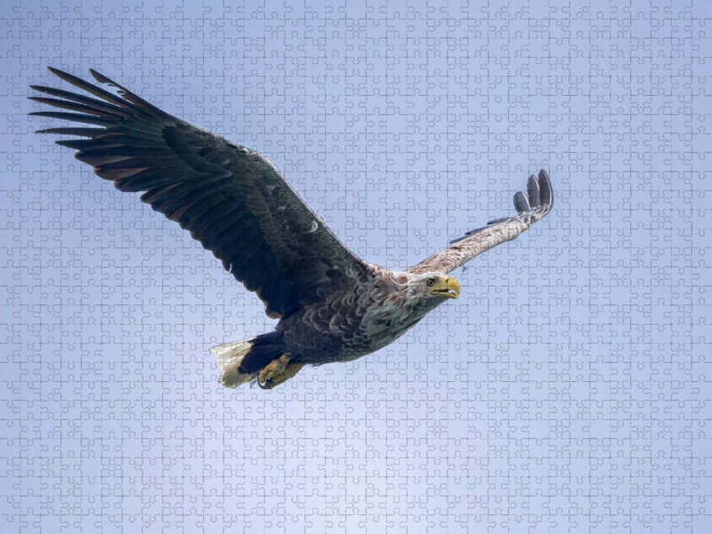 Seeadler im Flug
