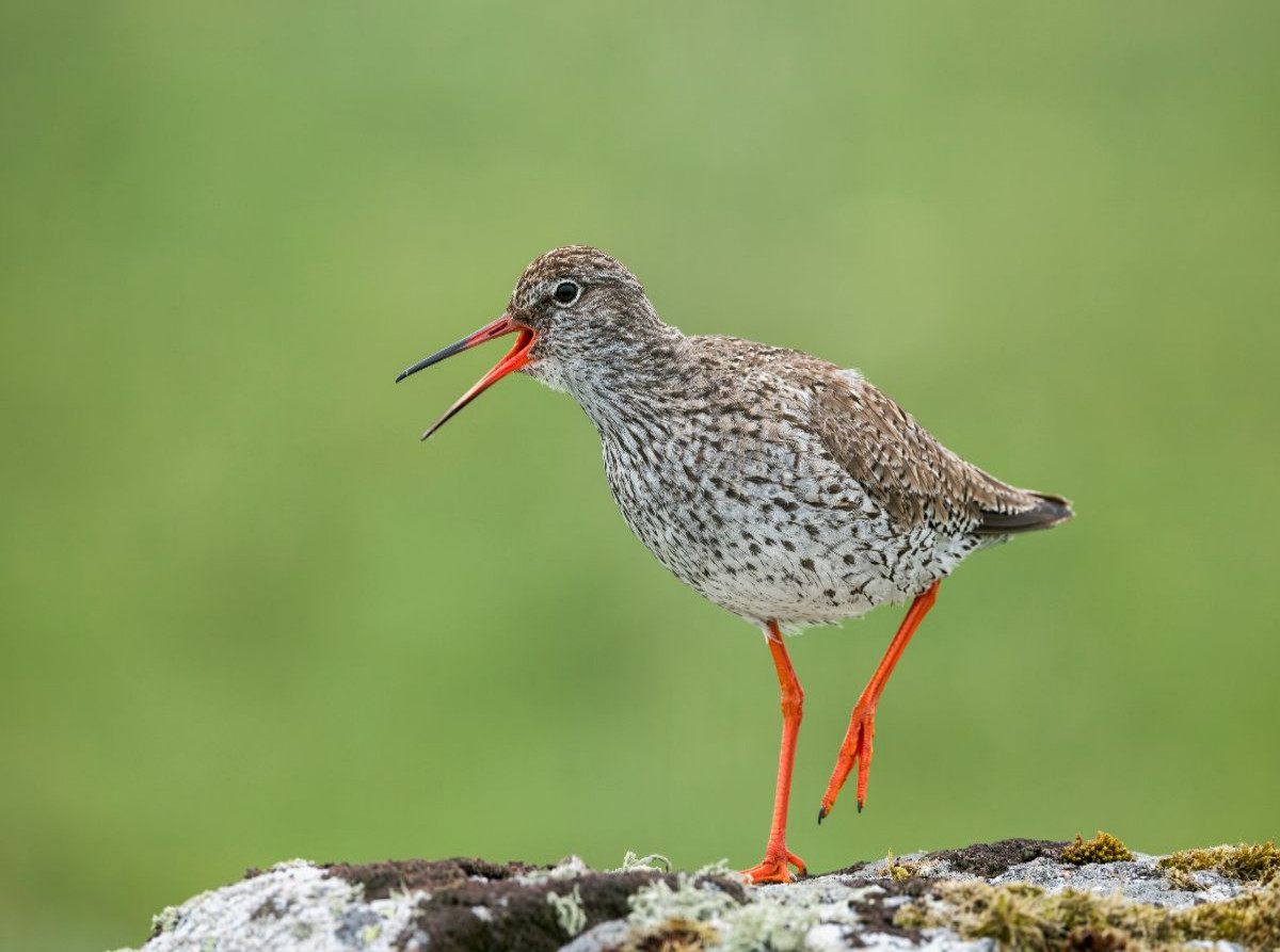 Rotschenkel