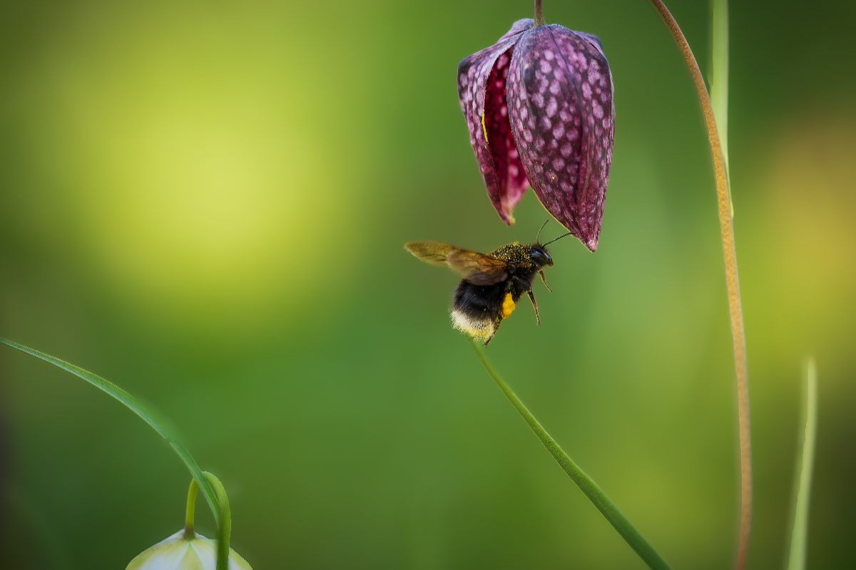 Rendez-Vous mit einer Schachbrettblume