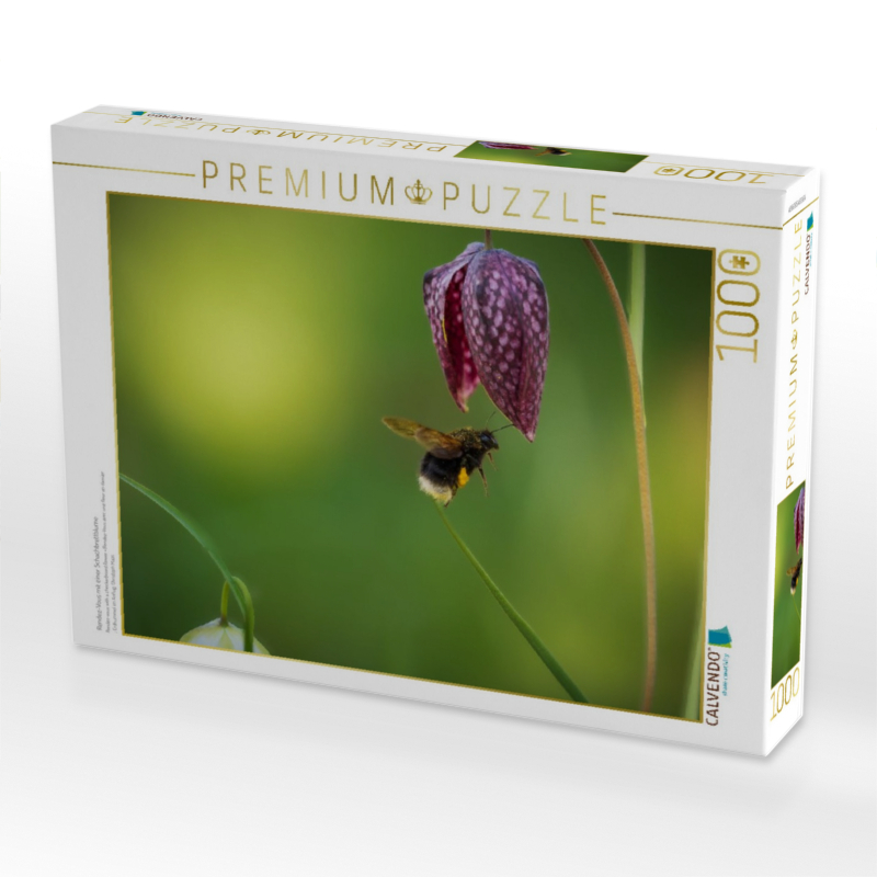 Rendez-Vous mit einer Schachbrettblume