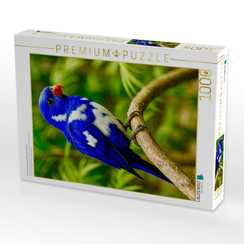 Der Ultramarinlorikeet (Vini ultramarina)