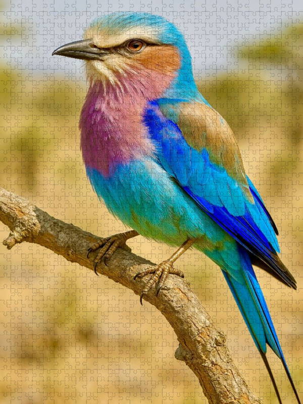 Die Gabelracke (Coracias caudatus)