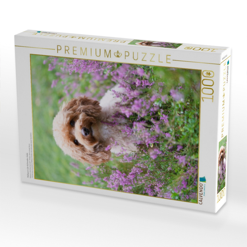 Maltipoo in der blühenden Heide